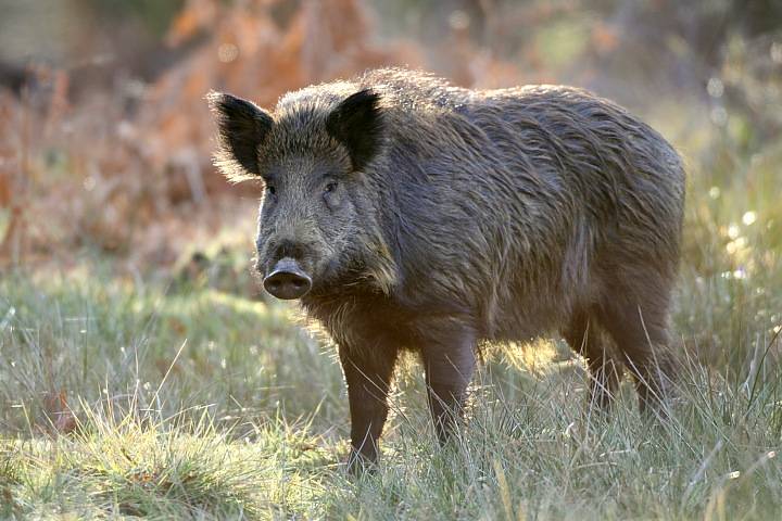 Gripă porcină confirmată la un porc mistreț, zeci de animale vor fi ucise