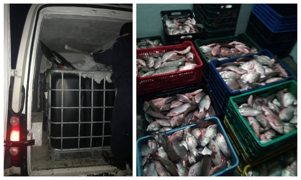 Polițiștii de frontieră au confiscat peste 600 kg pește fără documente legale
