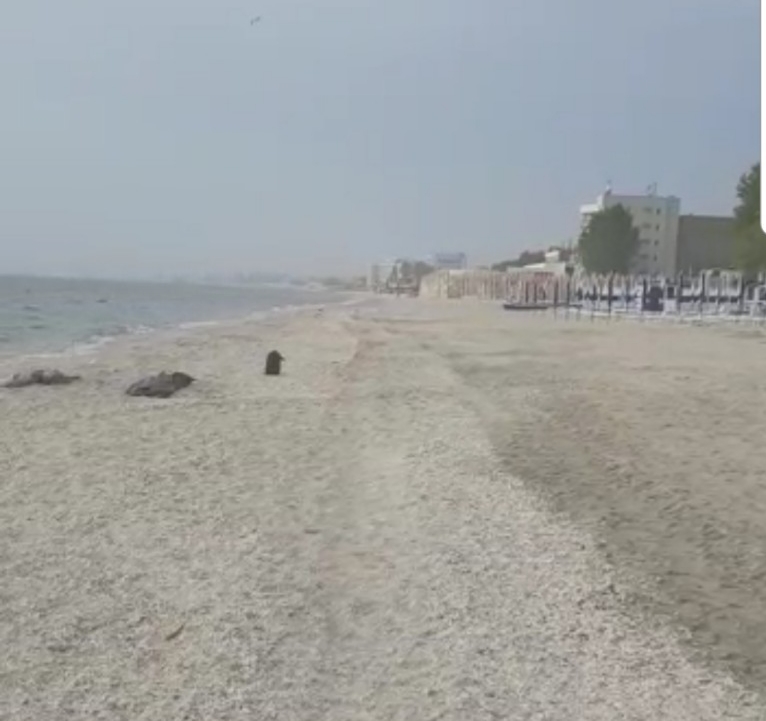 Femeie găsită moartă pe plaja din Mamaia