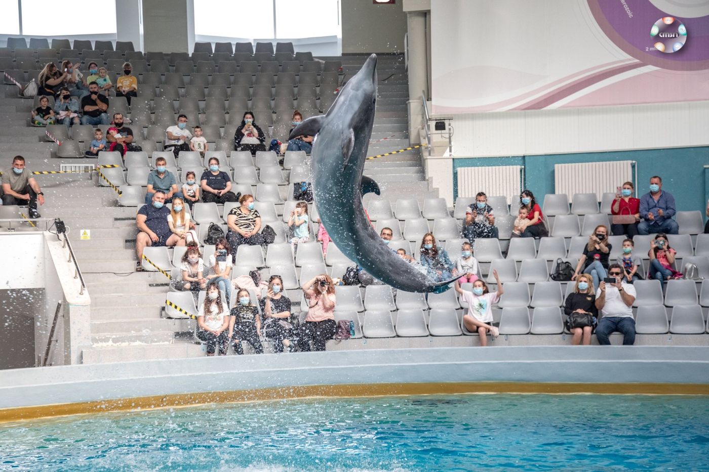 Delfinii din Harkov, Ucraina, vor da spectacole în Constanța, România