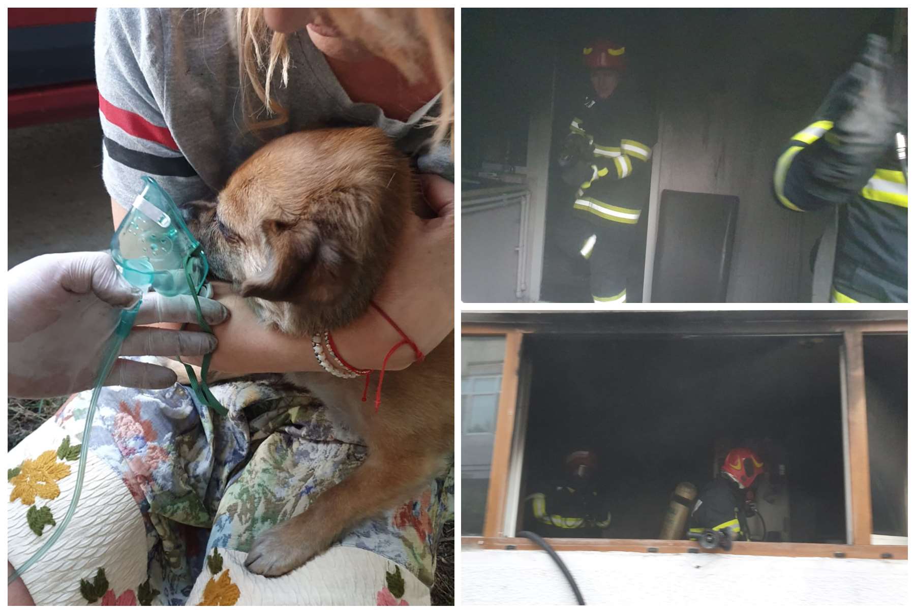 Pompierii au salvat un câine dintr-un incendiu