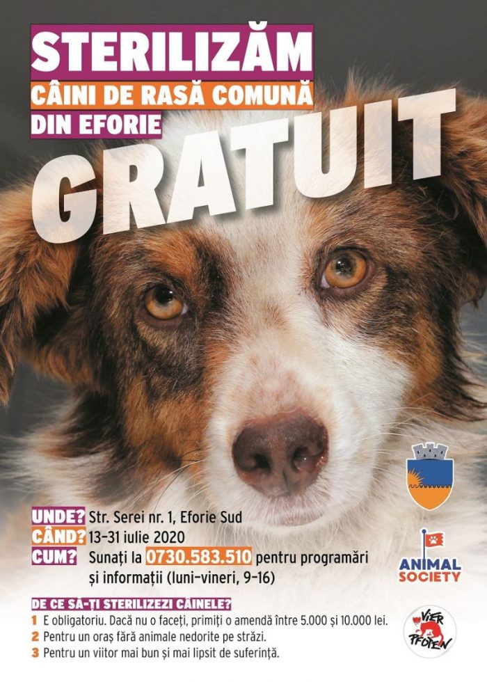 Campanie de sterilizare gratuită a câinilor de rasă comună din Eforie