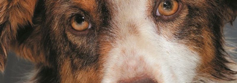 Campanie de sterilizare gratuită a câinilor de rasă comună din Eforie
