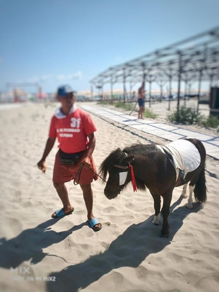 Poliția Locală a confiscat 2 ponei pe plaja din stațiunea Mamaia