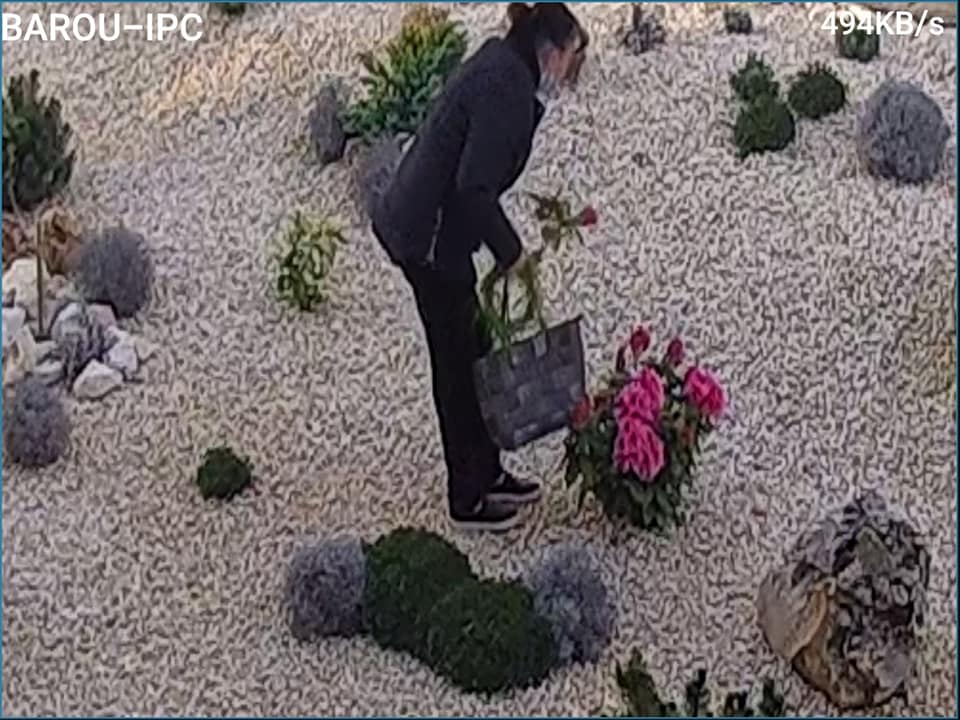 O creștină și-a făcut cruce și a furat cea mai frumoasă floare din grădina Baroului Constanța. Ați văzut-o?