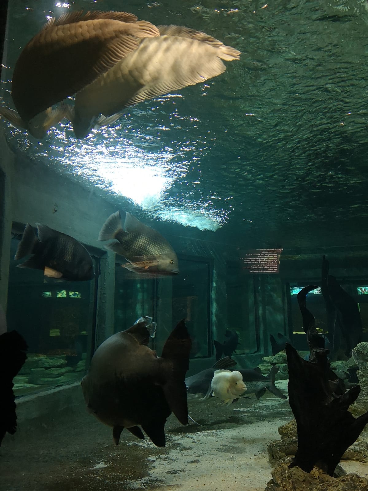 Ecosistem amazonian la acvariul din Constanța