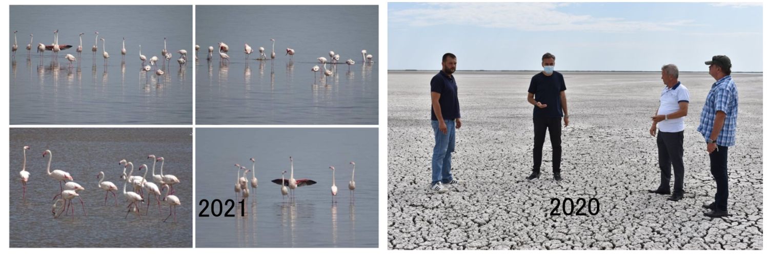 Superbele păsări flamingo de pe lacul care anul trecut era deșert