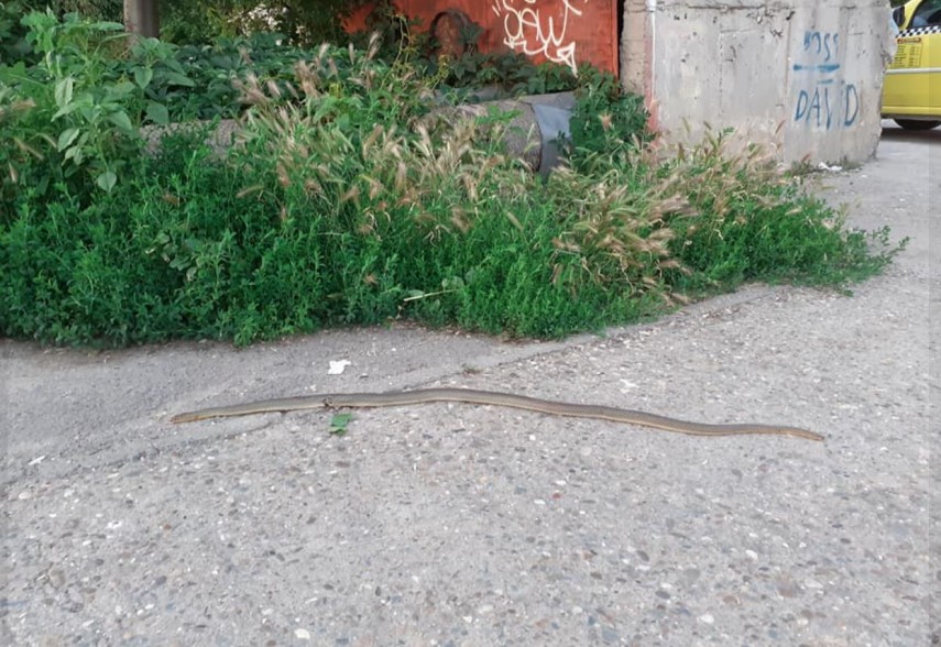 Cum explică Primăria Constanța șerpii din oraș