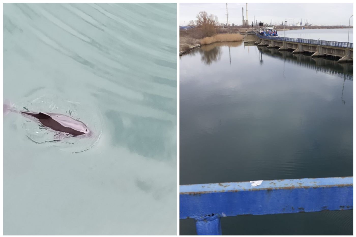 COMPLETARE ISU Constanța intervine la ecluza din Năvodari pentru a salva un pui de delfin