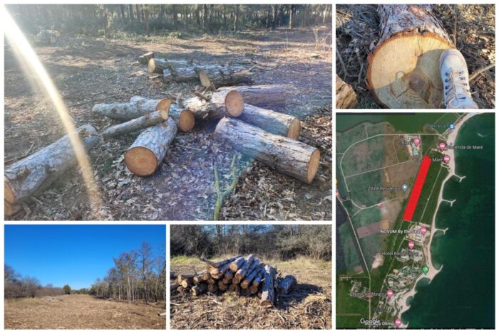 Milionarii construiesc blocuri în Comorova, singura pădure de pe litoralul românesc