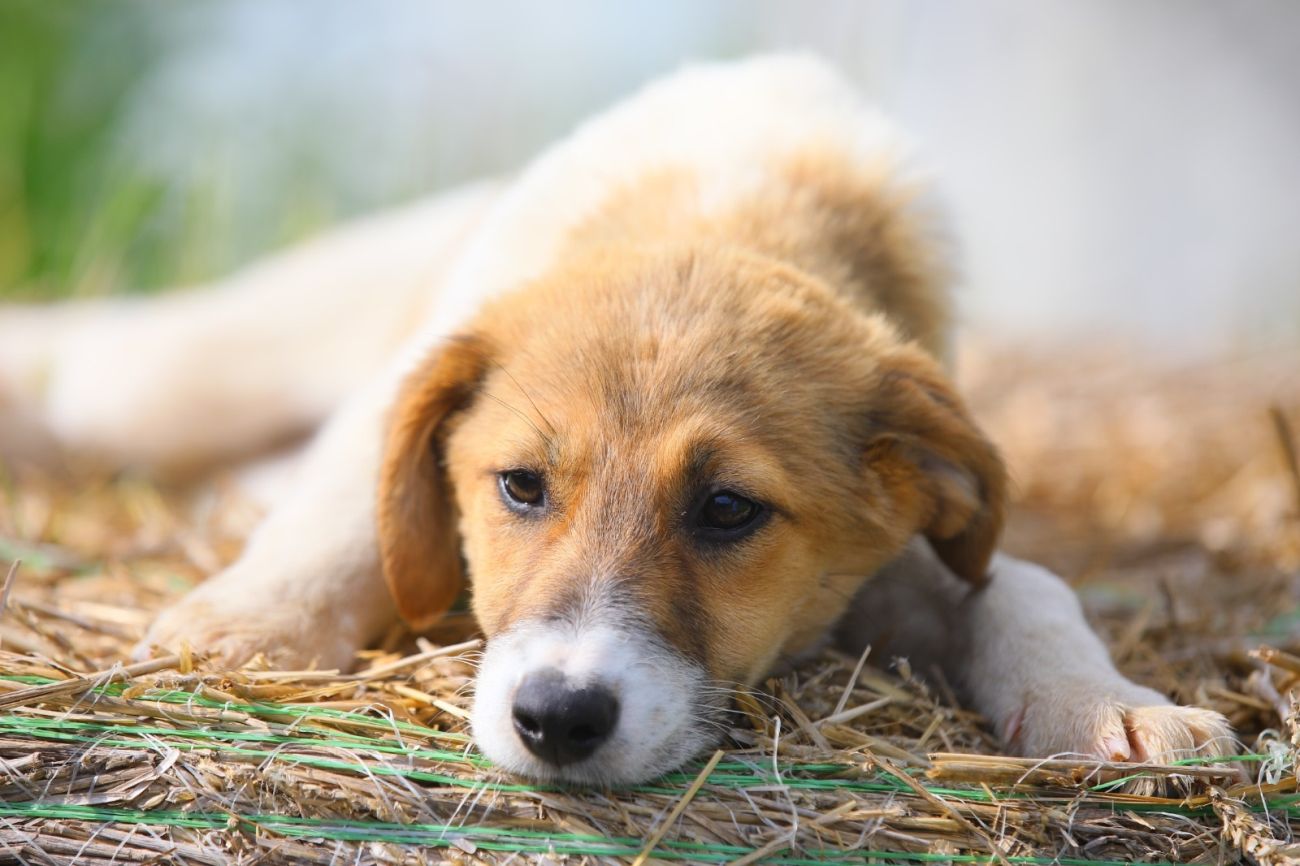 Peste 220 de câini strânși de pe străzile Constanței așteaptă să fie adoptați