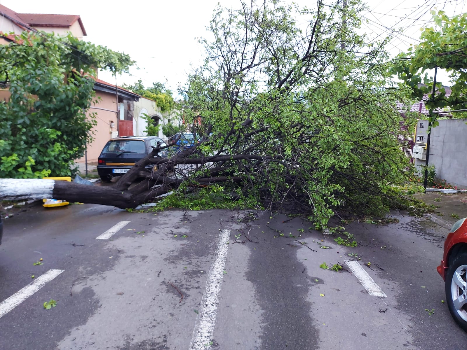 Vântul puternic a rupt mai mulți copaci în Constanța, ploaia a inundat case și biserici