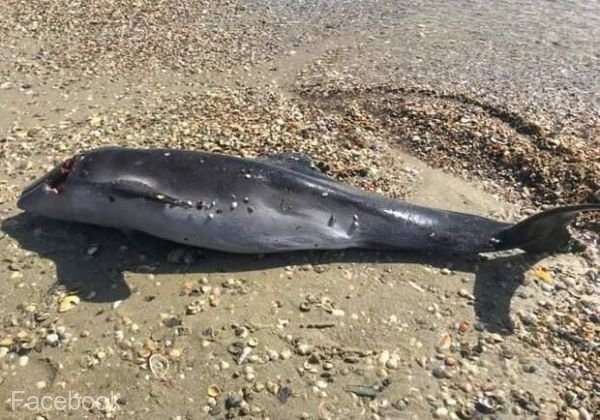ECOCID: Circa 50.000 de delfini din Marea Neagră au murit din cauza războiului
