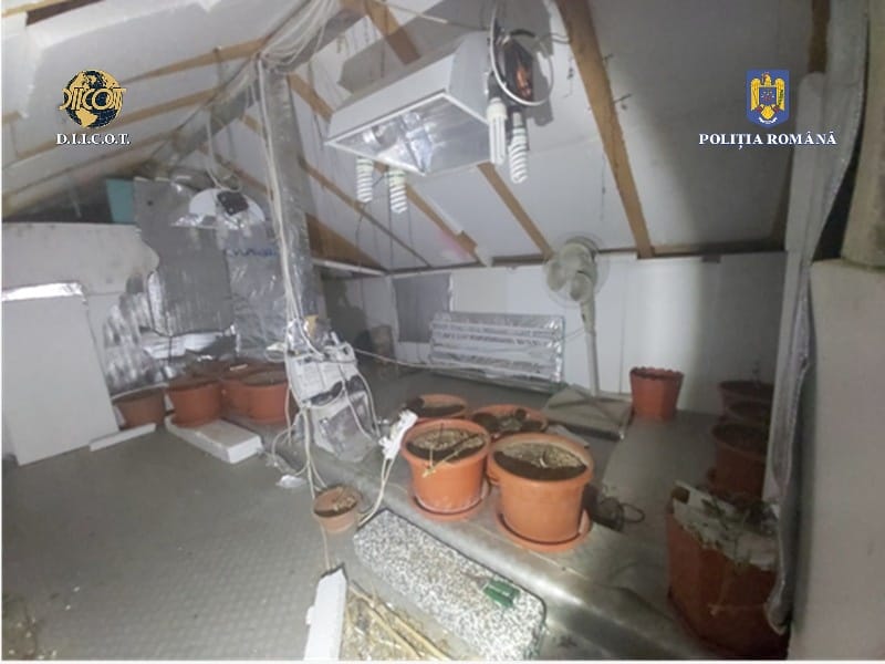 „Fabrică” de droguri în Constanța. Polițiștii au descoperit cinci kilograme de cannabis
