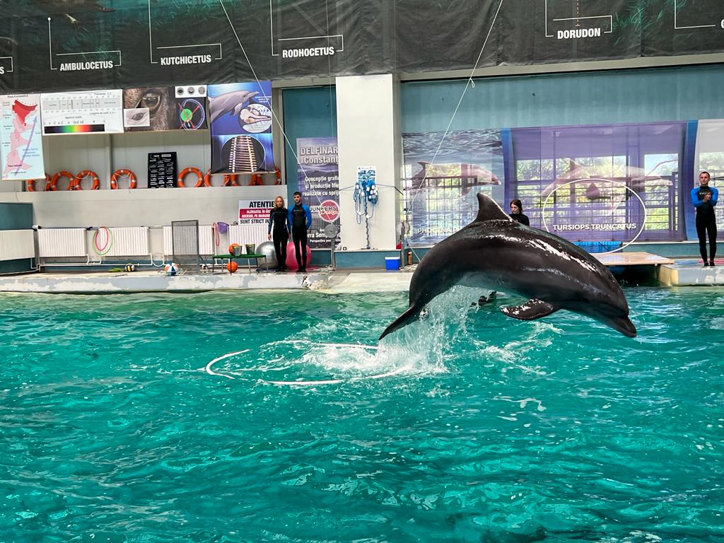 Marusia, delfin adus din Ucraina în Constanța, este gestantă. Cui va aparține puiul