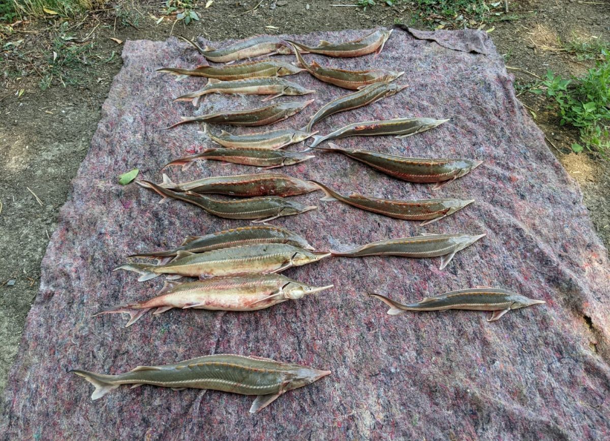 Douăzeci de sturioni pescuiţi ilegal din Dunăre au fost redaţi mediului