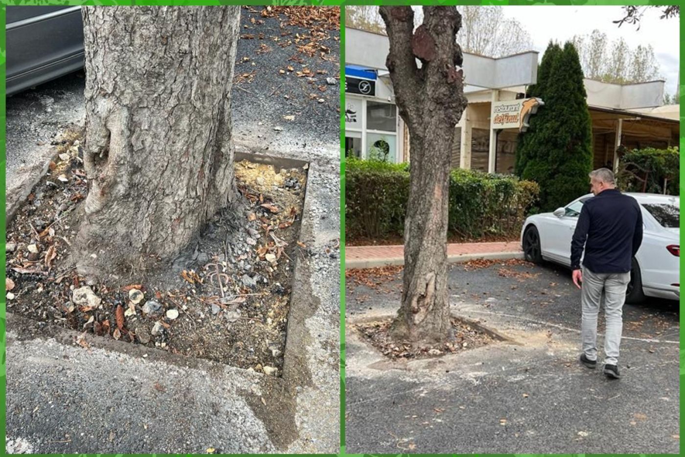 Problema copacilor asfaltați, rezolvată. Șeful Confort Urban, Teo Hira, a fost la fața locului