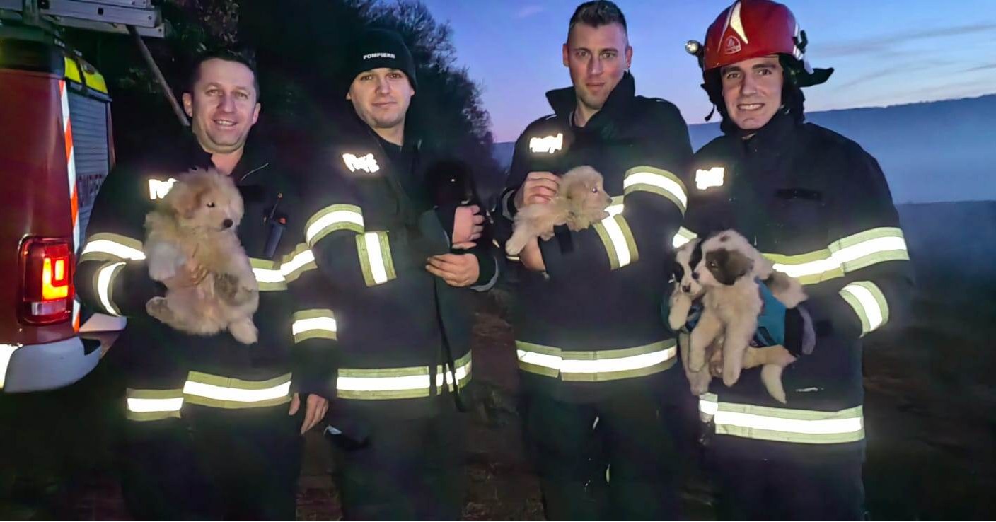 Imagine înduioșătoare. Pompierii din Cluj au salvat cinci cățeluși