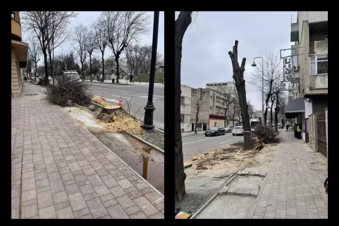 Primăria Constanța taie copaci sănătoși din centrul orașului. Ion Stelian: „E scandalos!”